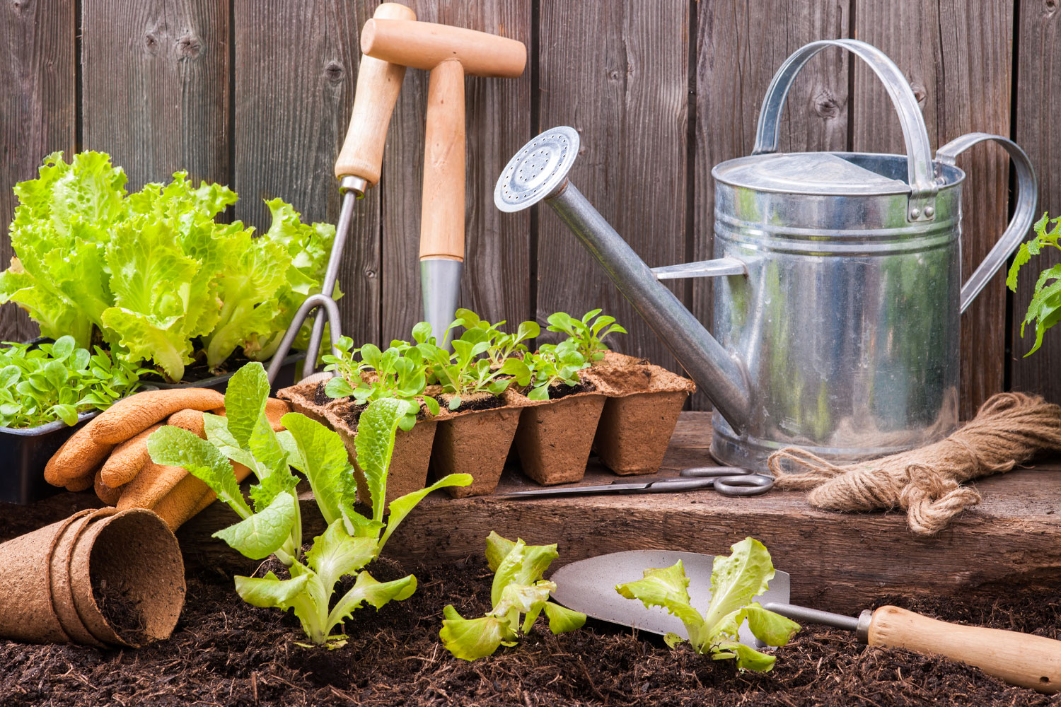 راهنمای خرید بهترین بذریجات برای باغبانی خانگی