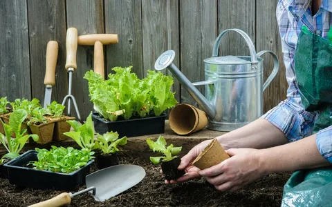 راهنمای خرید بهترین بذریجات برای باغبانی خانگی