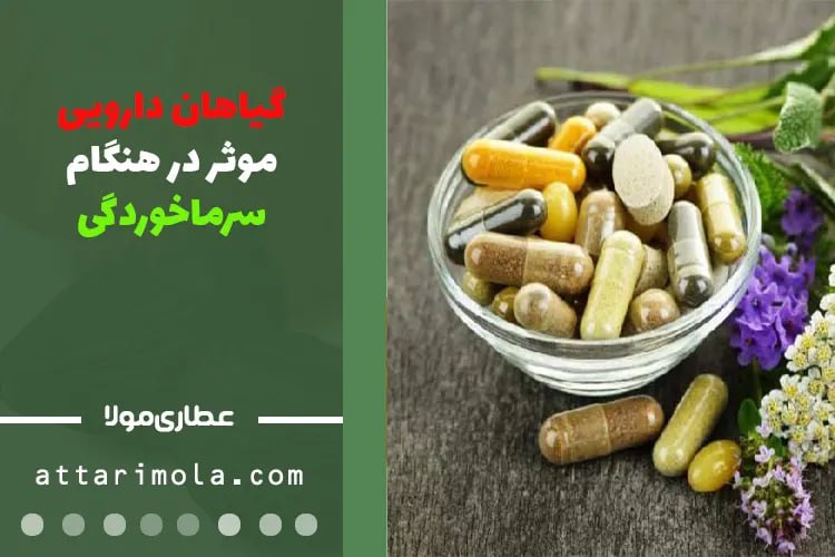 گیاهان دارویی موثر در هنگام سرماخوردگی