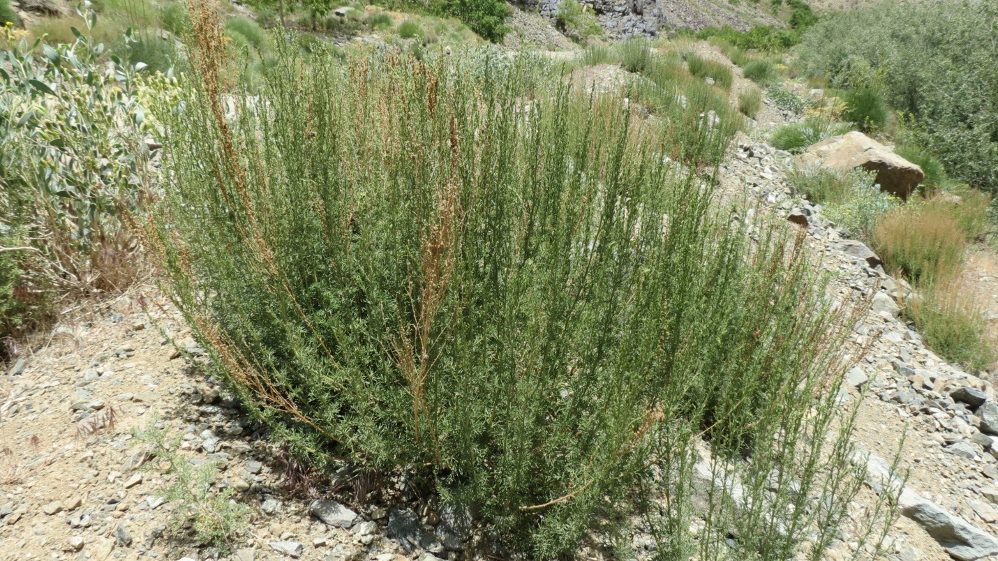 گیاه دارویی درمنه ترکی-گیاه درمنه-خواص درمنه ترکی